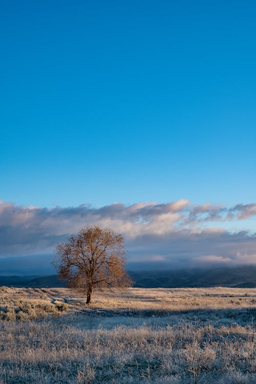 Scenery view of autumn tree on land with frosty grass under colorful cloudy sky in daylight