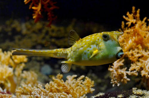Yellow and White Puffer Fish