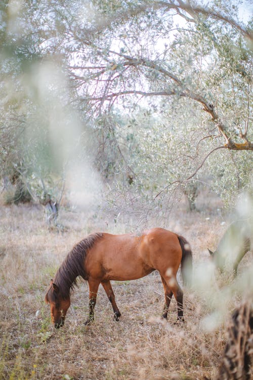 Kostnadsfria Kostnadsfri bild av bete, brun häst, däggdjur Stock foto
