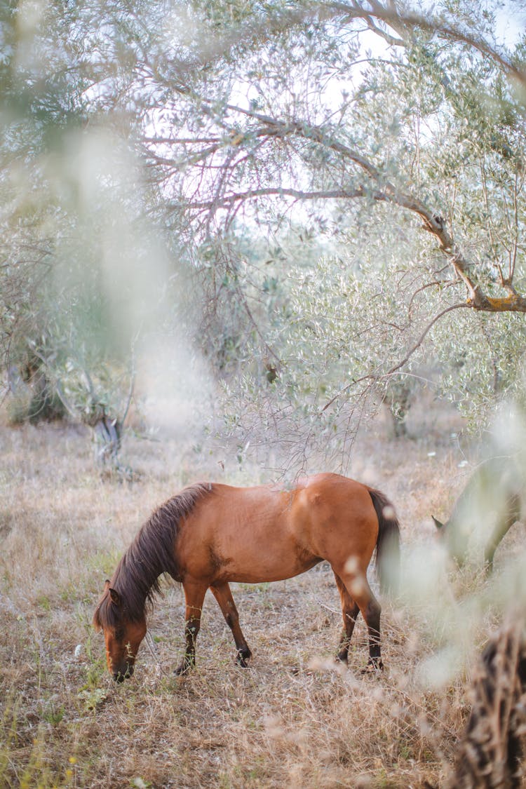 Brown Horse On Grass Field