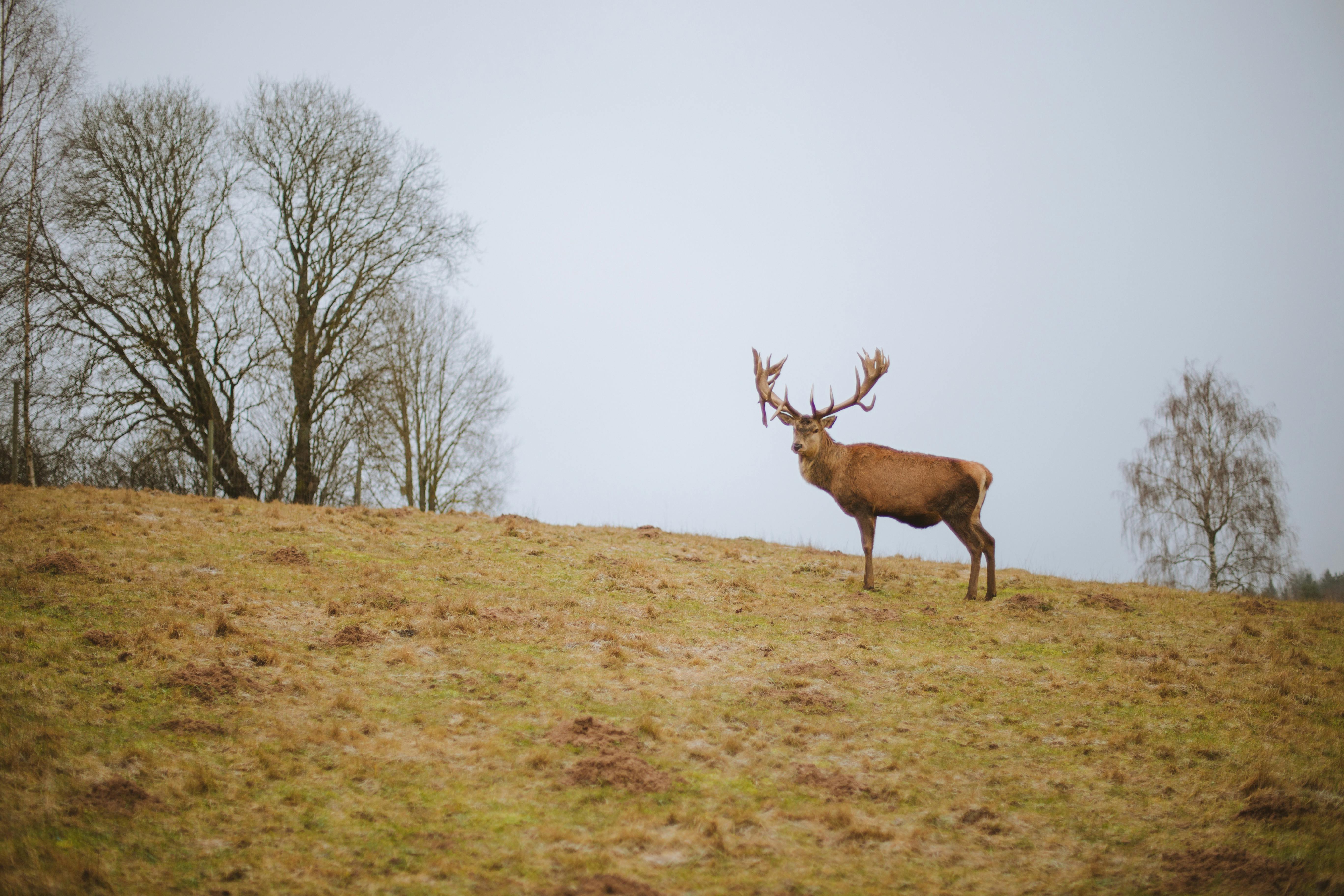 Brown Deer on Grass Field · Free Stock Photo