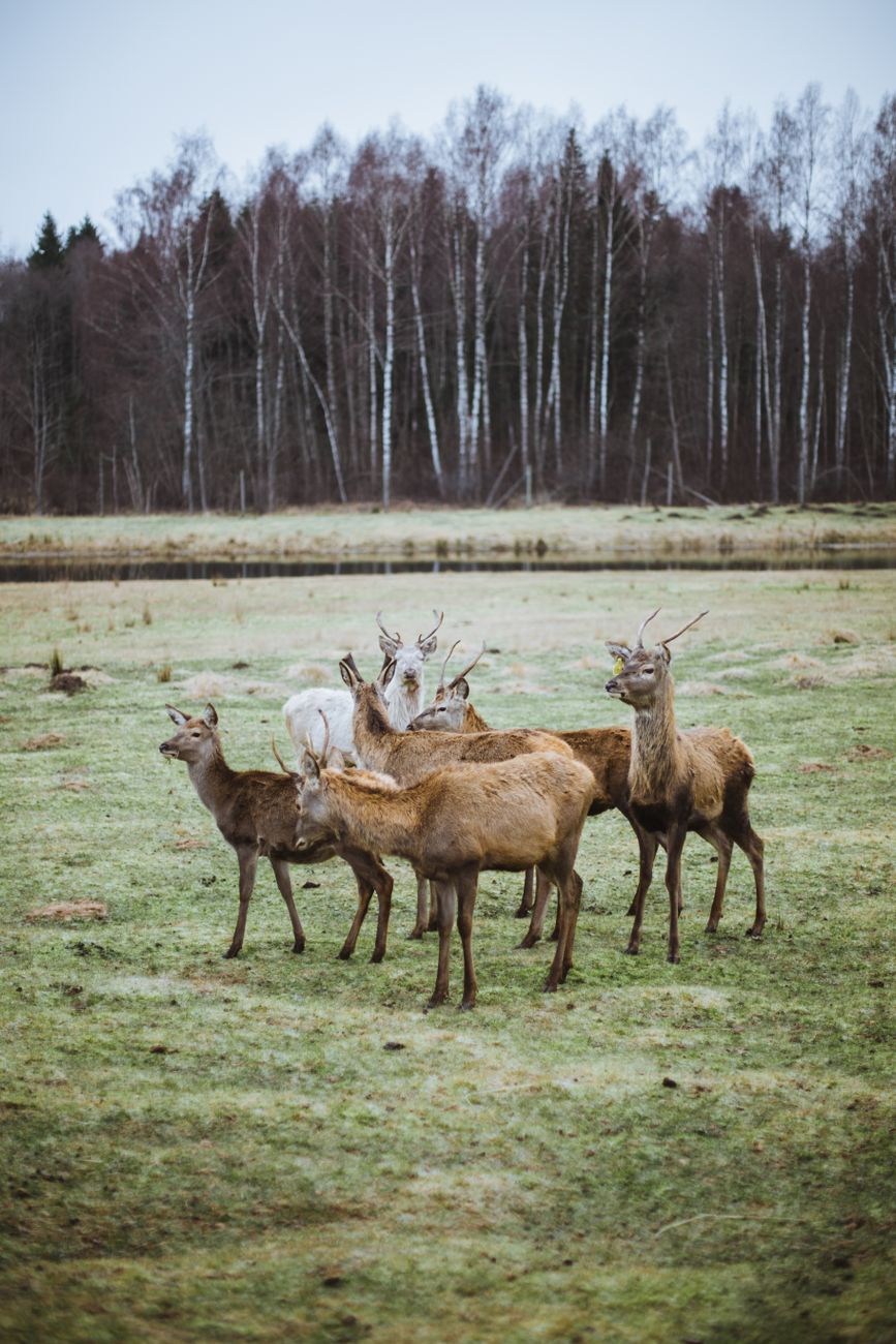 Sfeervolle afbeelding van een hertenherden in een weelderig, vredig bosgebied, dat de natuur en het wildleven toont.