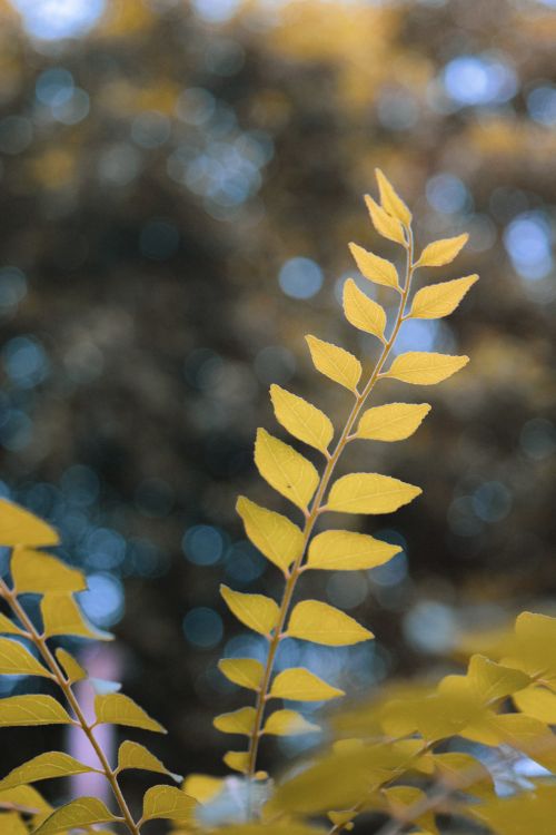 Free Yellow plant leaves on thin stem with spiky edges growing in park in daylight Stock Photo