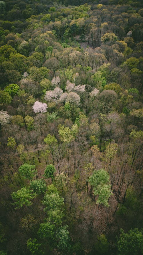 Aerial Footage of Trees