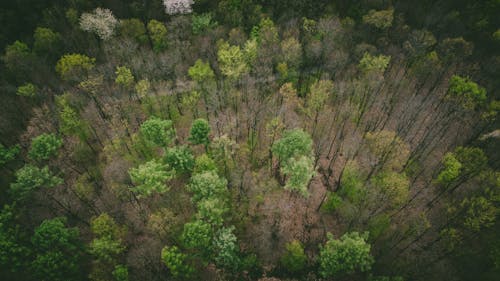 Aerial Footage of Trees