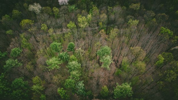 Breathtaking aerial view of a lush green forest in Krefeld, capturing vibrant spring foliage.