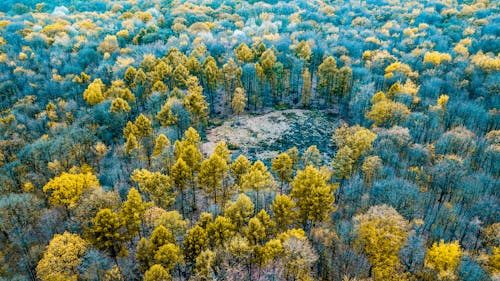 Drone view of colorful tree tops in woodland with clearing in fall in daytime