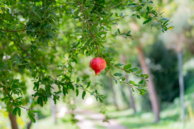 Red Fruit On Green Tree