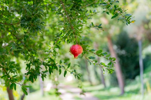 Free A vibrant red pomegranate fruit hanging from a branch in a lush green garden, captured on a sunny day. Stock Photo