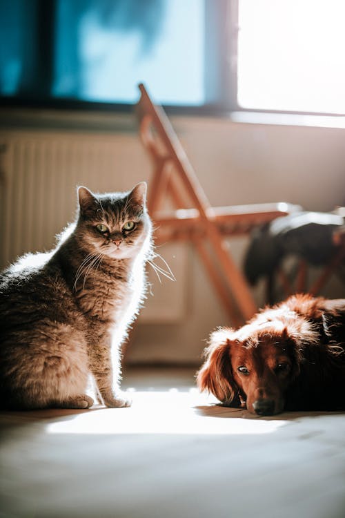 Cão E Gato No Chão