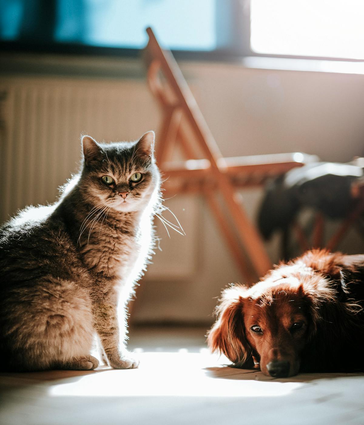 Cat and Dog for Adoption