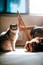 照片中，猫和狗在室内沐浴着阳光，营造出一种宁静的氛围