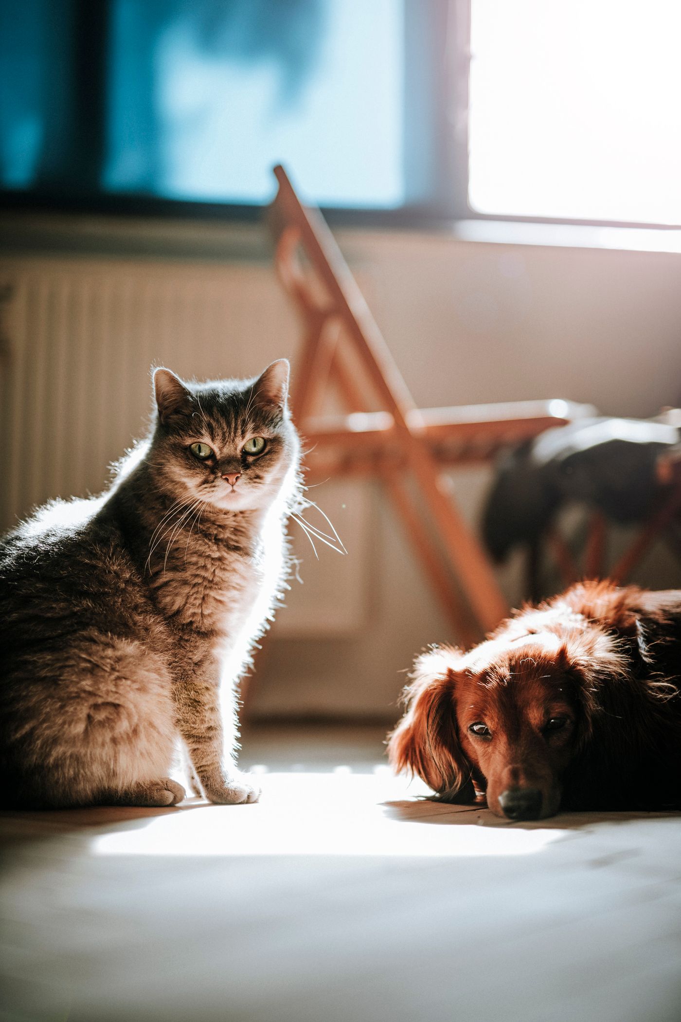 Dog and cat together at home