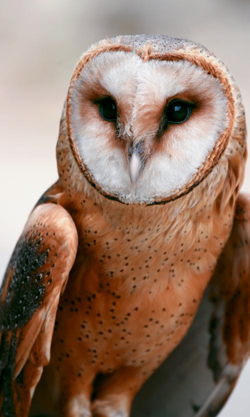 Close-up Photo of Brown Owl 