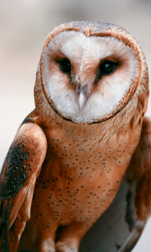 ふくろう, 動物の写真, 捕食者の無料の写真素材