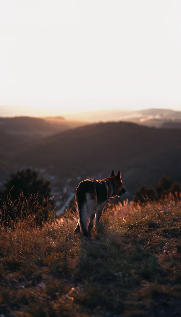 Deutscher Schäferhund bei Sonnenuntergang