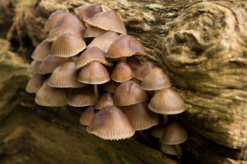 Бесплатное стоковое фото с грибы, лес, природа
