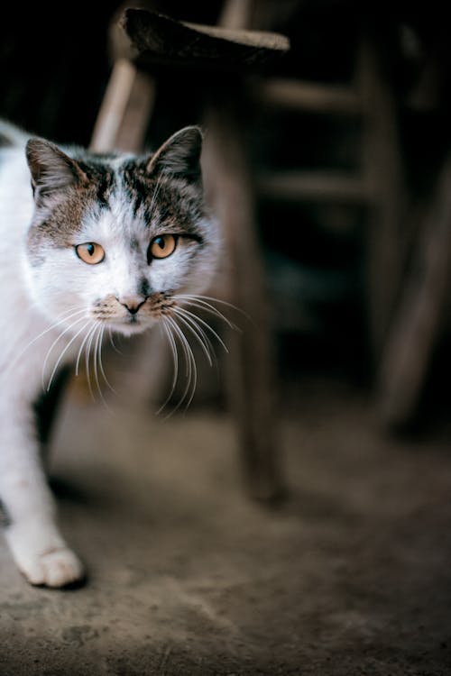 Portrait Photo of Tabby Cat