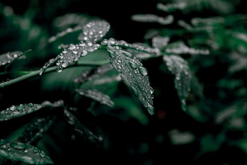 Water Drops on Dark Green Leaves