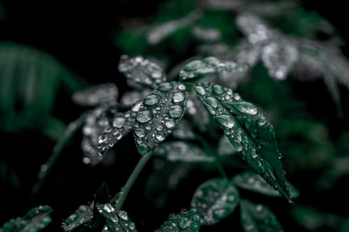 Free Macro shot of vibrant green leaves covered in dewdrops, showcasing natural freshness. Stock Photo