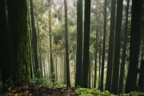 Green Trees on Forest