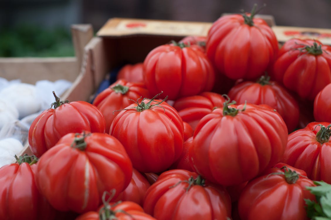 gratis Bos Van Rode Tomaten Stockfoto