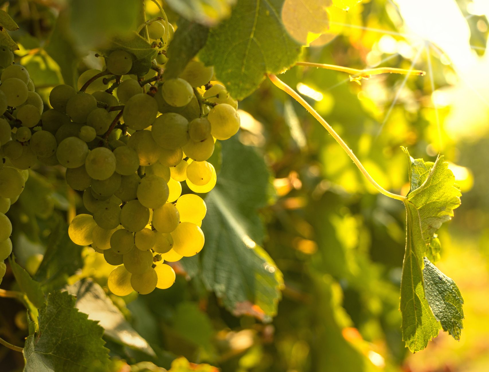 Close-up of ripe green grapes in a sunlit Porto vineyard, showcasing viticulture.