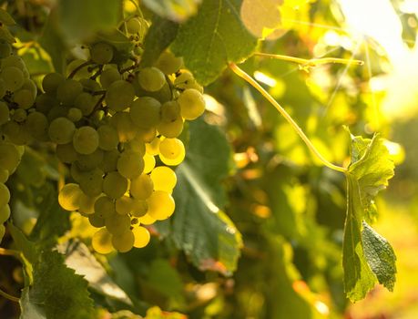Green Grapes in Tilt Shift Lens