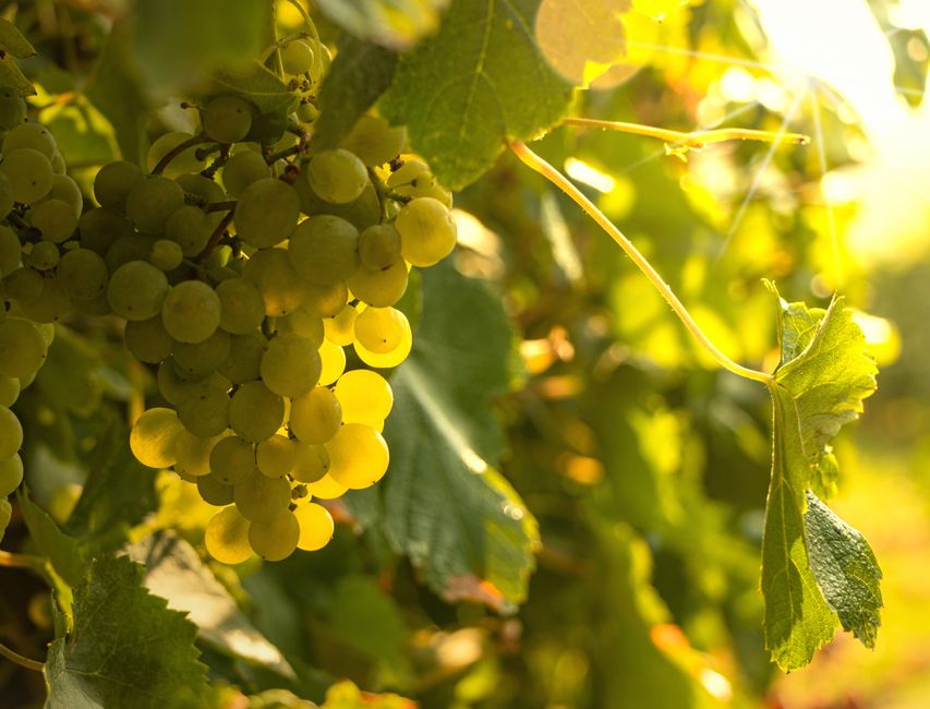 Lush vineyard rows in southern Brazil with mountain views and grapevines