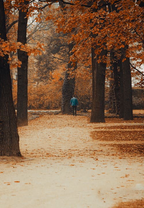 Person in between Tall Autumn Trees 