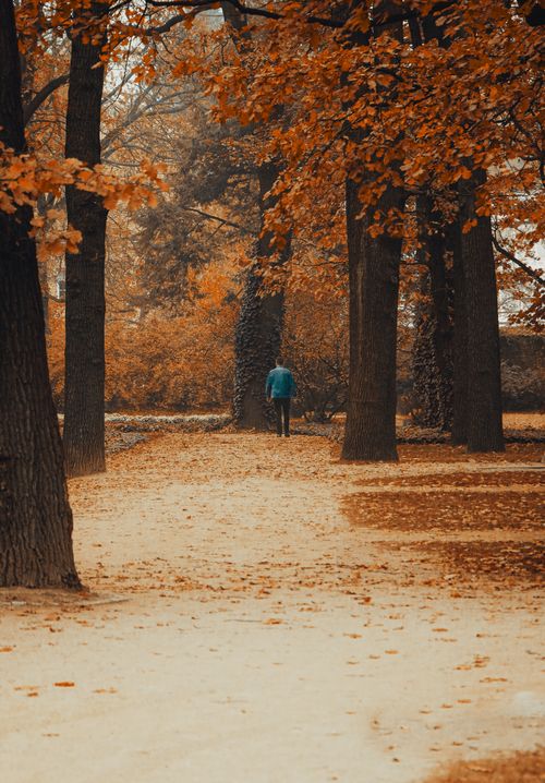 Free A lone person walks along a tree-lined path in the vibrant fall colors of Warsaw, Poland. Stock Photo