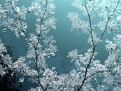 霜冻的树枝映衬着宁静的蓝天，迷人的景色捕捉到冬天的美丽