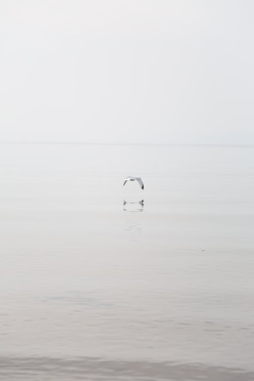 Бесплатное стоковое фото с водоем, водоплавающая птица, летающий