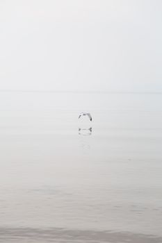 一只孤独的海鸥优雅地掠过宁静的海面，气氛一片祥和