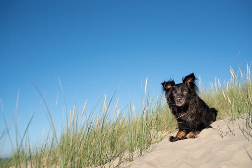 Cute Dog Lying on Sand on the Beach