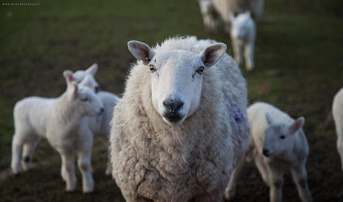 Foto d'estoc gratuïta de agricultura, animal, animals de granja