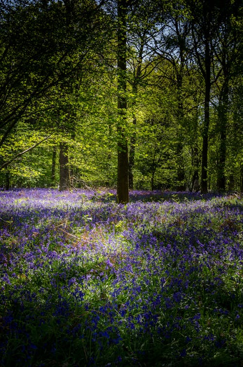 Free stock photo of bluebells, forests, springtime