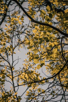 From below of wavy tree branches with bright leaves with veins on surface under sky in autumn