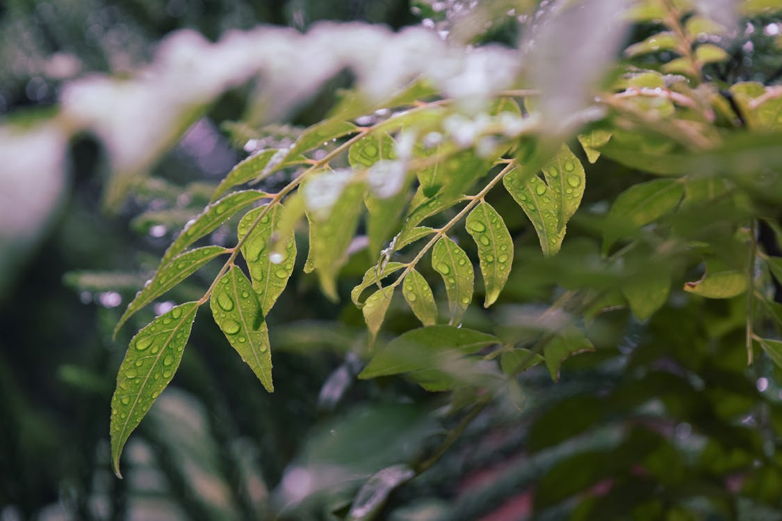 Green plant leaves covered with raindrops in park