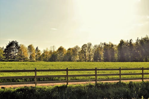 スウェーデン, フィールド, フェンスの無料の写真素材