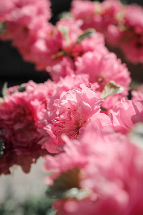 Pink Flowers in Tilt Shift Lens