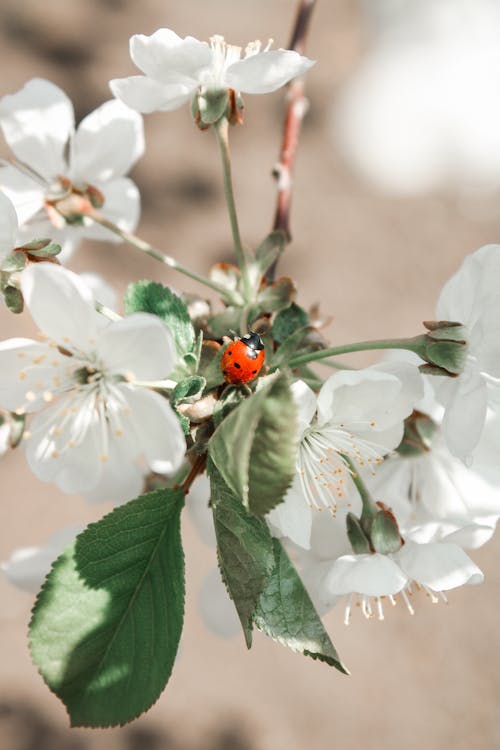 Red Ladybug Perched on White Flower in Close Up Photography