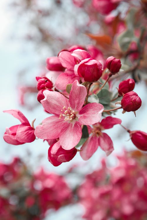 Pink Flowers in Tilt Shift Lens