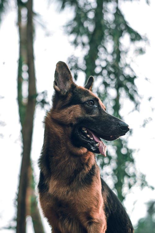 Free German Shepherd dog sitting in park with tongue out Stock Photo