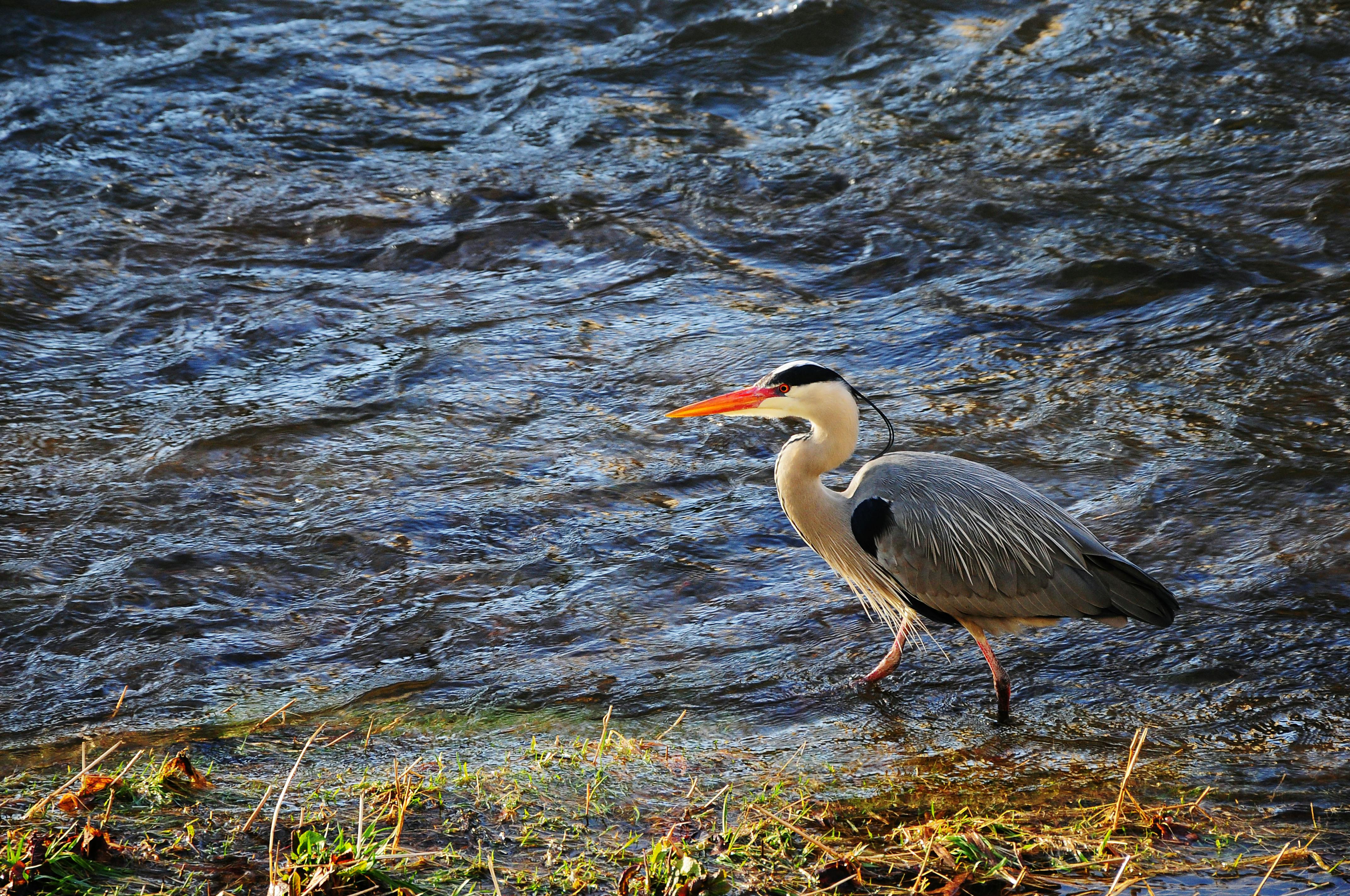 一只苍鹭优雅地在河边涉水，展示了其自然栖息地的野生动物