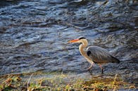 一只苍鹭优雅地在河边涉水，展示了其自然栖息地的野生动物