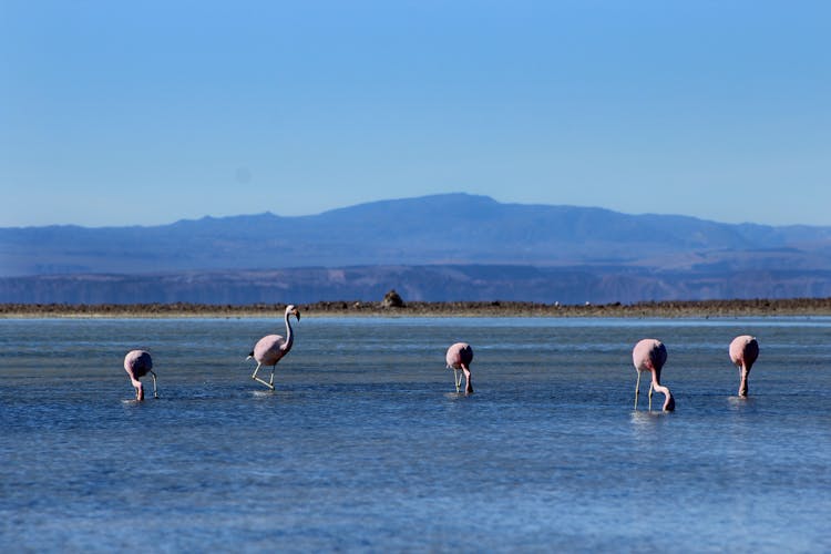 Pat Of Flamingos Drinking Water From Shallow In Hillside