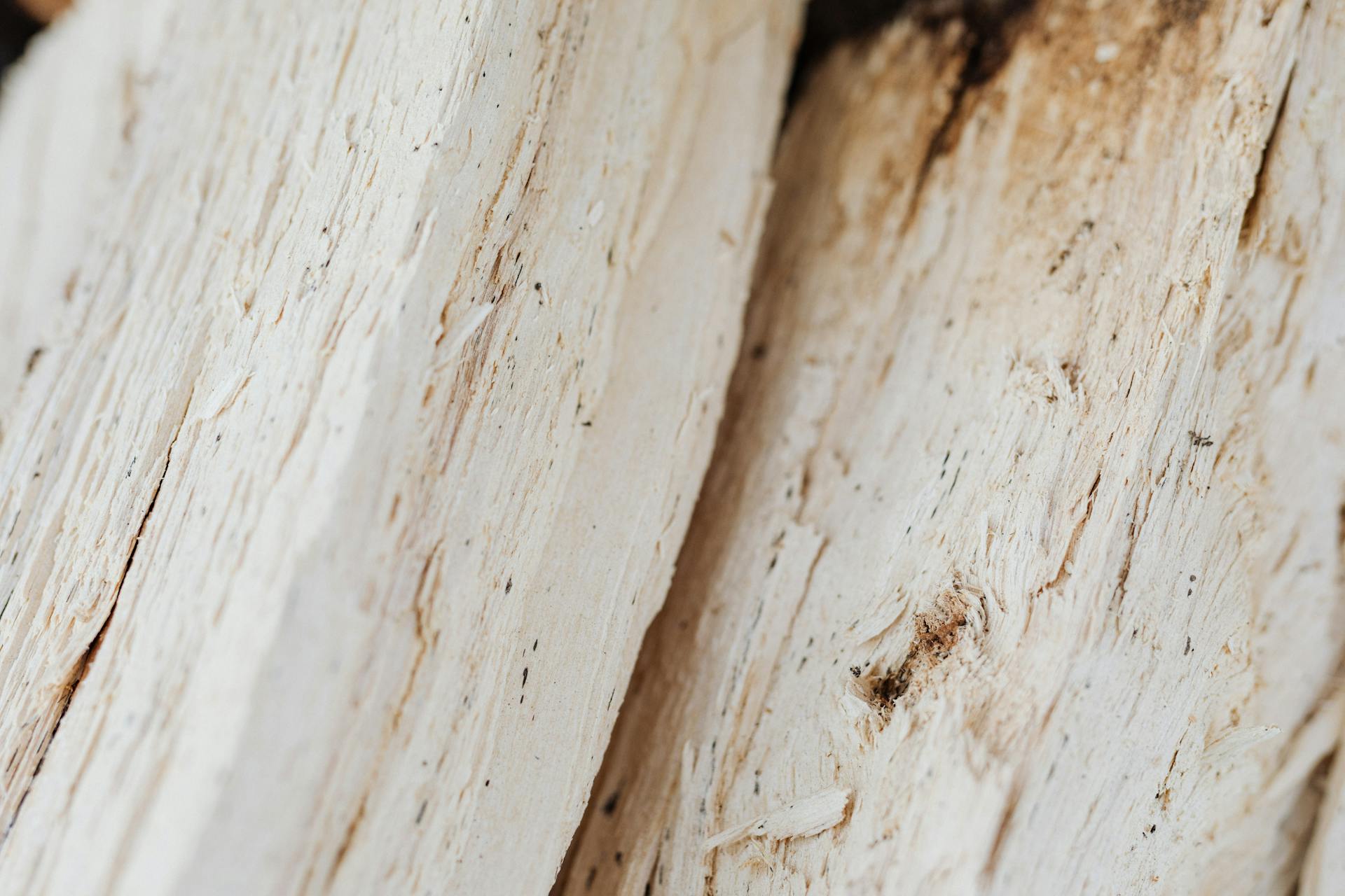 Texture of recently chopped firewood in countryside