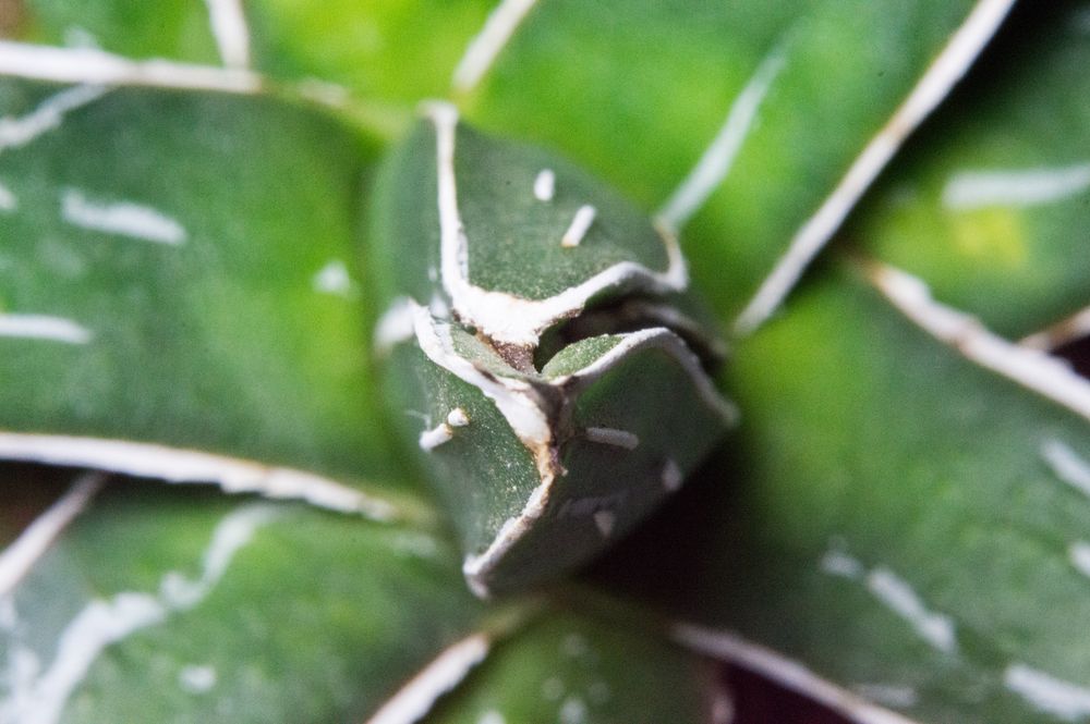 Natural botanical ingredients