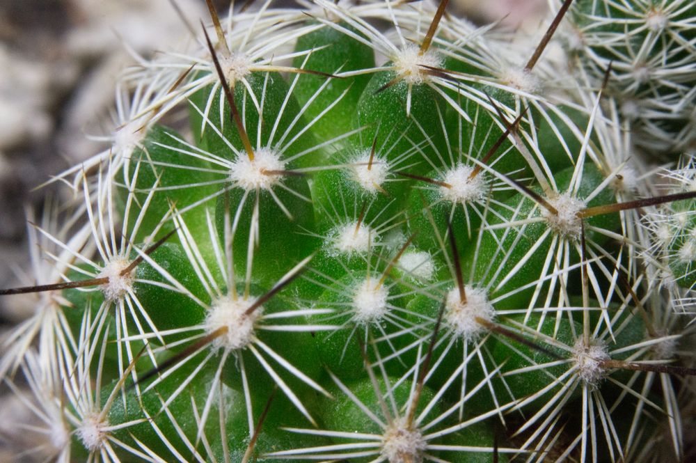 Natural botanical skincare ingredients